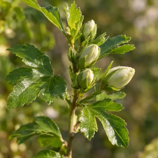 Althéa 'French cabaret white' (Hibiscus syriacus) — boutons floraux clairs sur tige feuillée en gros plan
