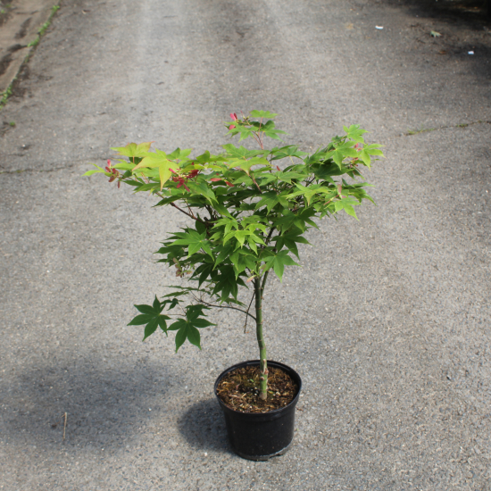 Érable du japon 'Osakazuki vert'