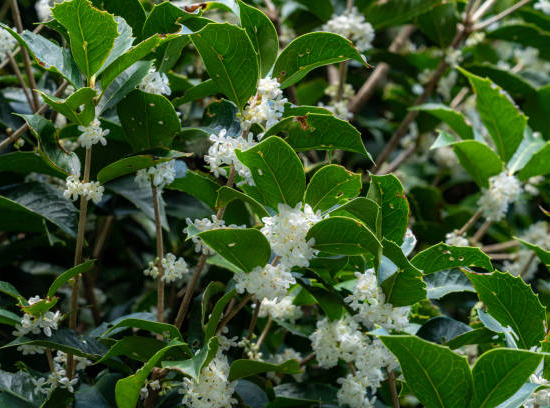 Osmanthe 'Heaven scent'