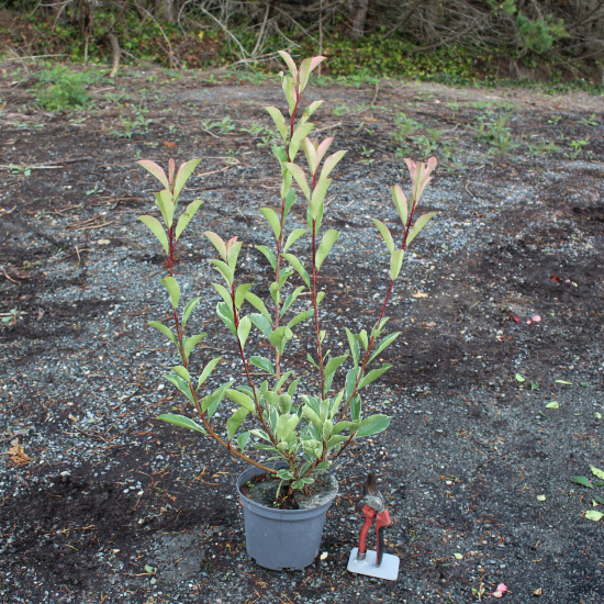 Photinia 'Pink marble cassini'