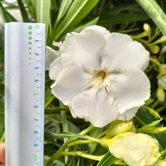 Laurier rose 'Porto'