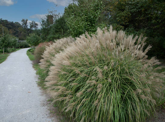 Miscanthus 'Adagio'
