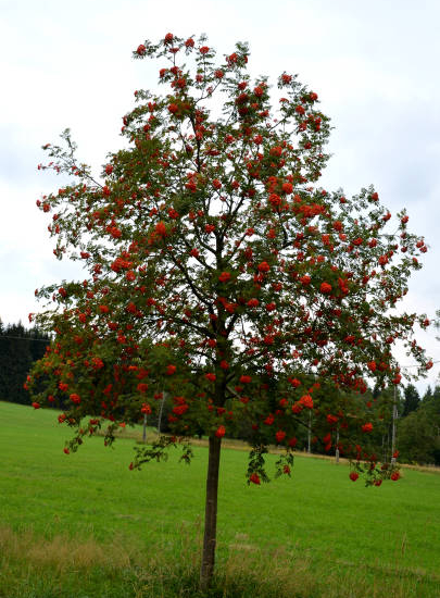 Sorbier des oiseleurs 'Red bird'