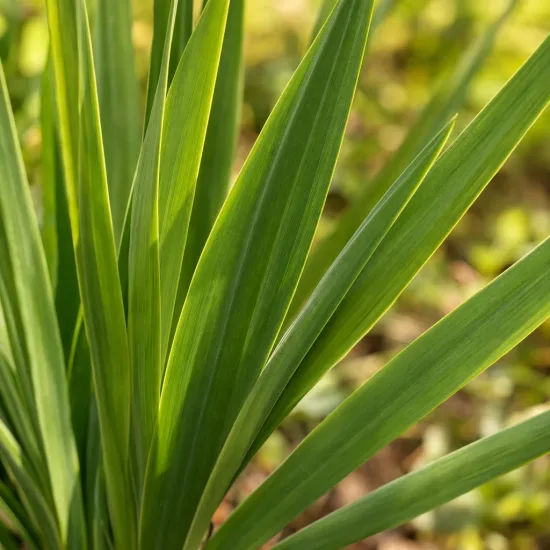 Montbrétia 'Davidson' (Crocosmia georges) — longues feuilles vertes lancéolées en touffe · Photo d'illustration