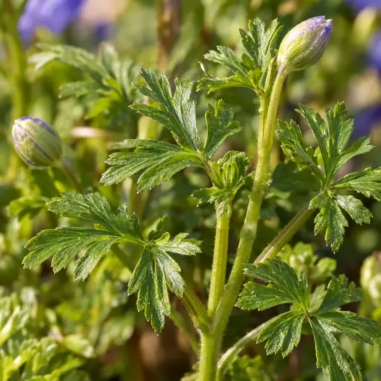Anémone de grèce 'Blue shades' (Anemone blanda) — feuillage vert découpé avec boutons floraux