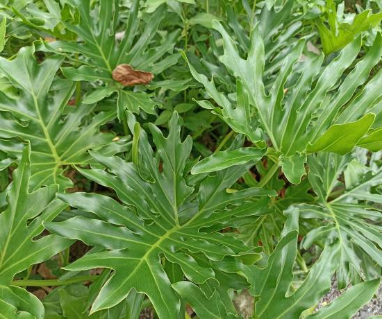 philodendron arbre