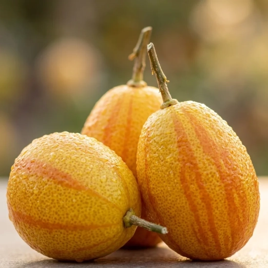 Orangequat 'Centennial'