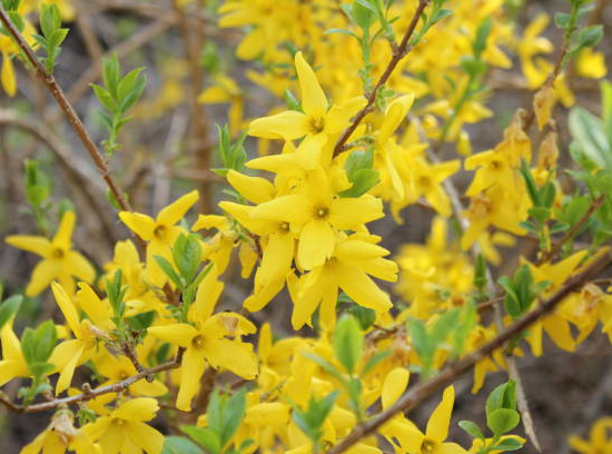 Forsythia 'Lynwood'