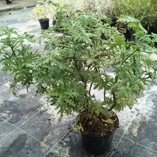 Géranium au parfum de menthe poivrée 'Joy lucille' (Pelargonium tomentosum) — jeune plante aromatique en pot plastique noir · Pot 3L