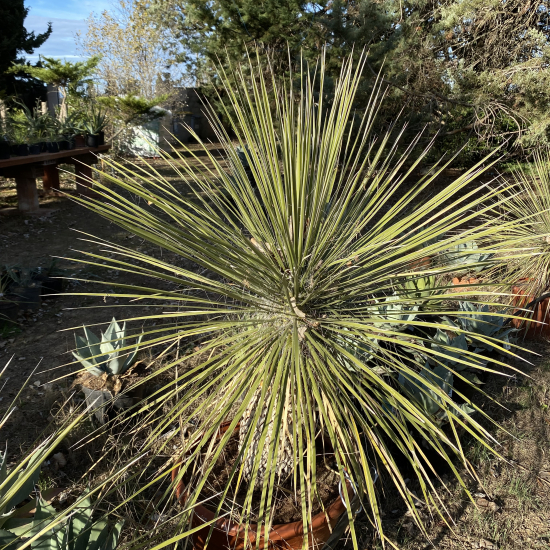 Yucca arbre à savon