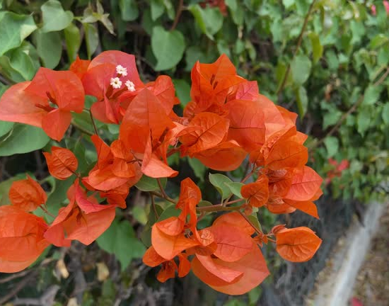 Bougainvillée glabra trep. 'salmon'