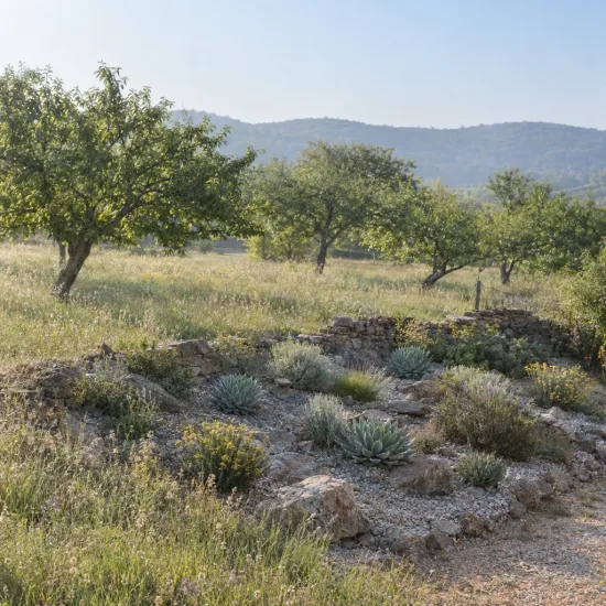 Agave (Agave nickelsiae) — massif de plantes xérophytes dans prairie arborée · Photo d'illustration
