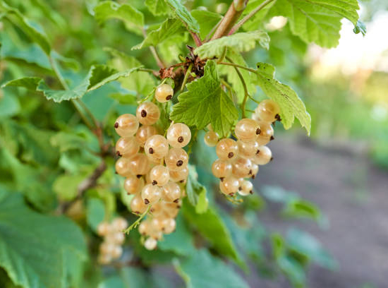 Groseillier à grappes 'Versaillaise blanche'