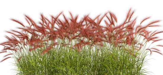 Yucca rouge