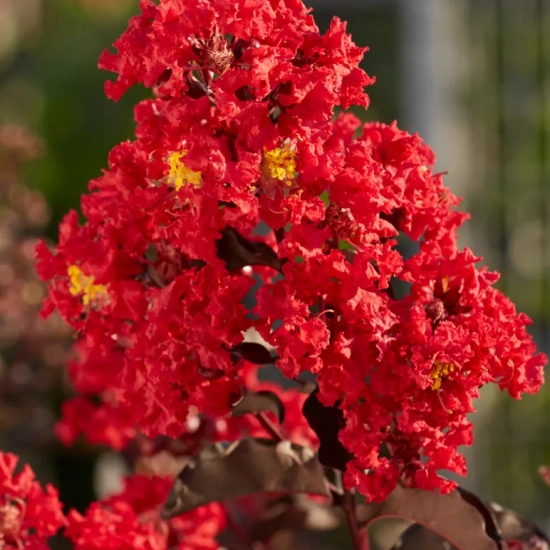 Lilas des indes 'Best red'