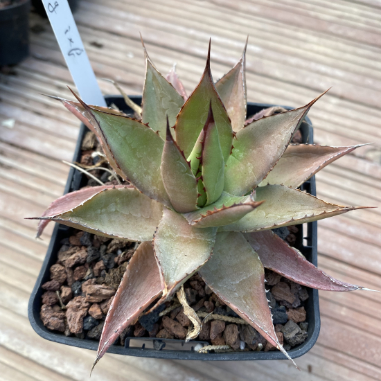 Agave isthmensis x filifera