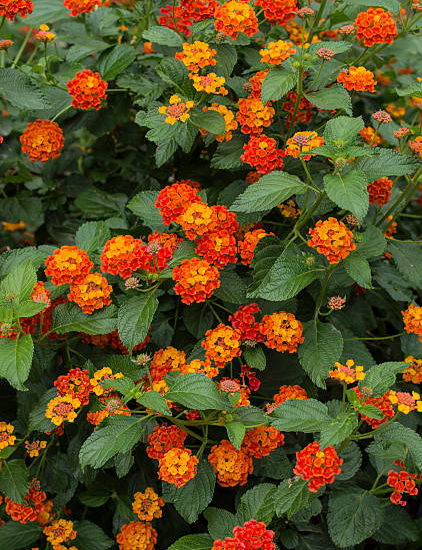 Lantanier 'benderita'