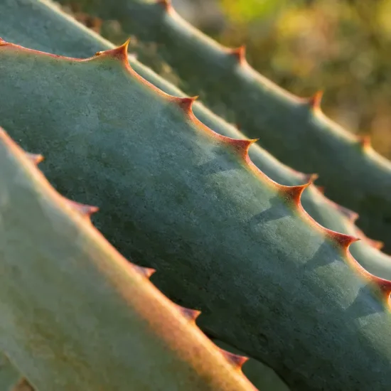 Aloès du cap (Aloe ferox) — gros plan sur feuilles charnues à épines
