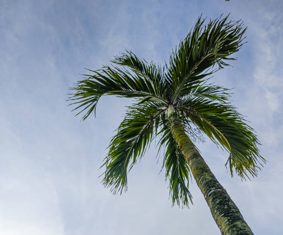 Palm d'Alexandrie