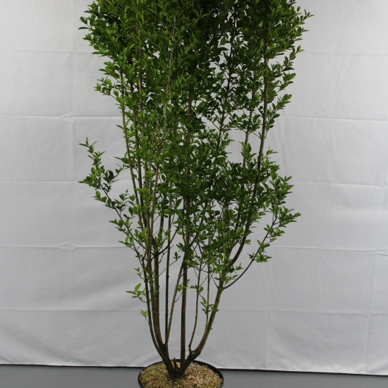 Troène de californie