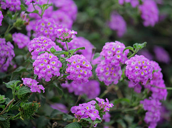 Lantanier Très Délicat violet