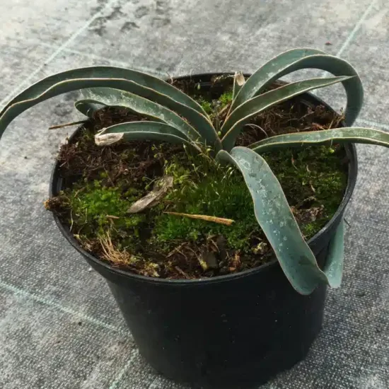 Yucca hérisson (Yucca harrimaniae) — jeune plante succulente vert bleuté en pot noir · Pot 2.5L Touffe