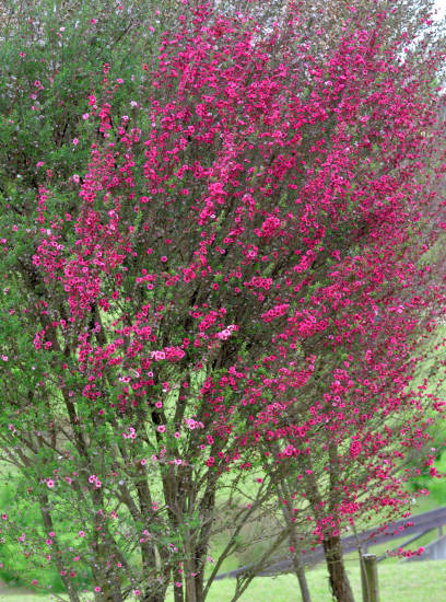 Arbre à thé 'Winter cheer'
