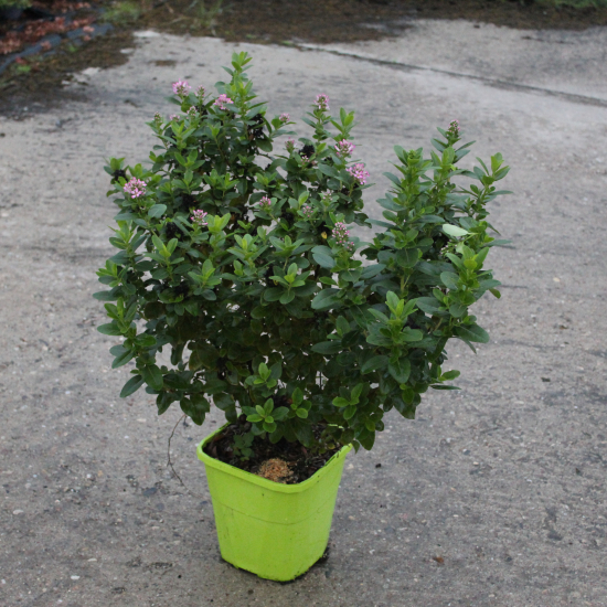 Escallonia 'Pink elle'