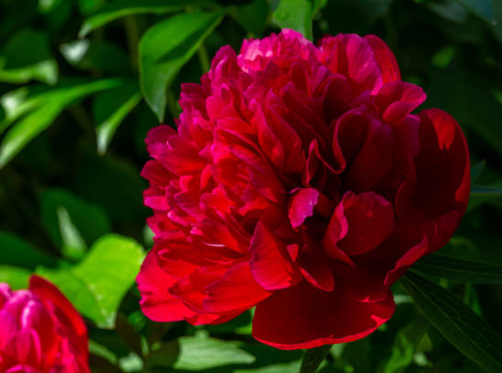 Pivoine 'Curiosity rouge'