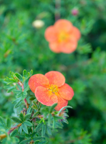 Potentille 'Double punch tango'