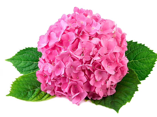 Hortensia 'Rosita rose'