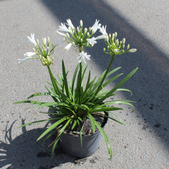 Agapanthe 'Bridal bouquet'