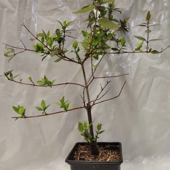 Abélia 'Edward goucher'