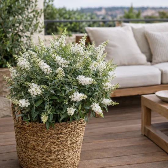 Arbre aux papillons 'White chip' (Buddleia davidii) — arbuste fleuri blanc en grand panier tressé · Photo d'illustration