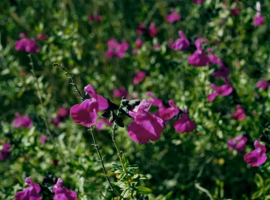 Sauge 'Amethyst lips' (Salvia) — touffes de petites fleurs violettes en massif