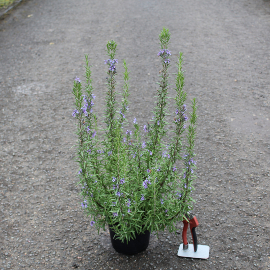 Romarin 'Barbecue ts'