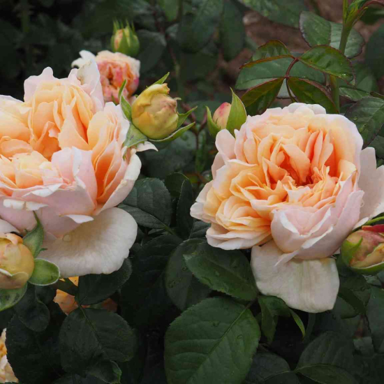 Rosier 'Chateau de la batisse'