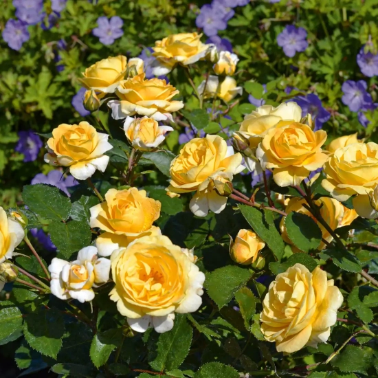 Rosier 'Soleya  jaune '