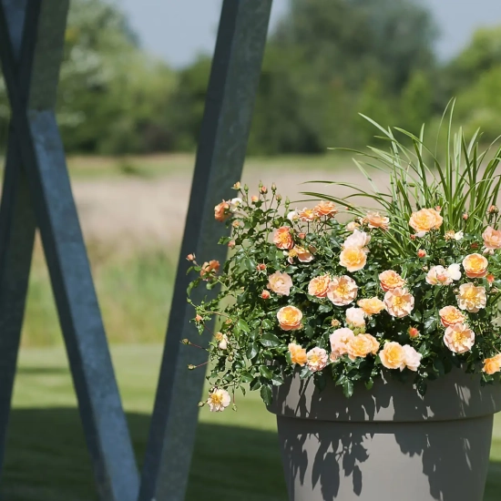 Rosier 'Calizia orange saumone '