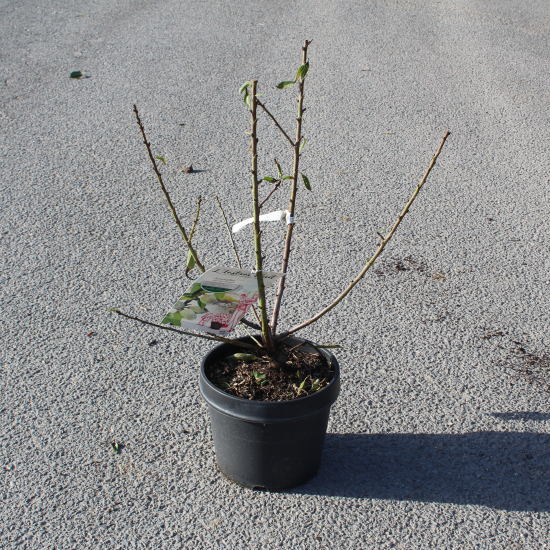 Amandier 'Garden prince'