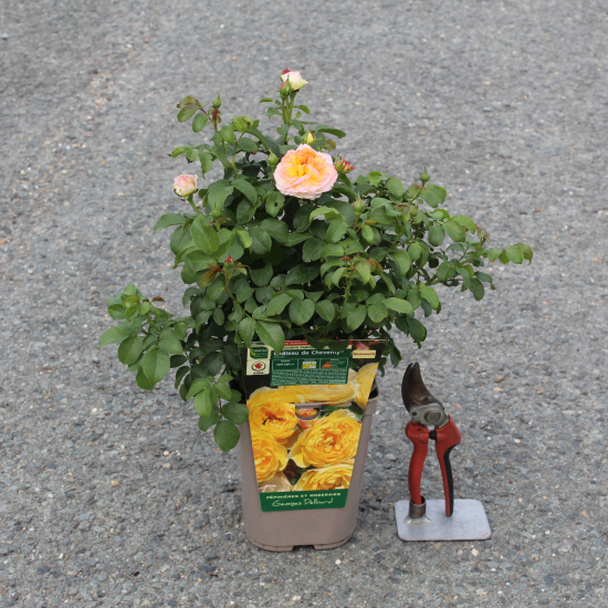 Rosier 'Chateau de cheverny '