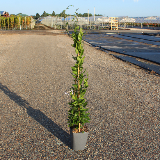 Morelle faux jasmin 'Bleu'