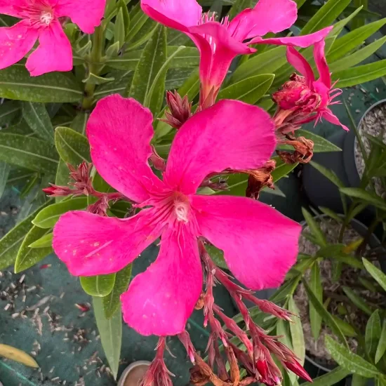 Laurier rose 'N° 12' (Nerium oleander)