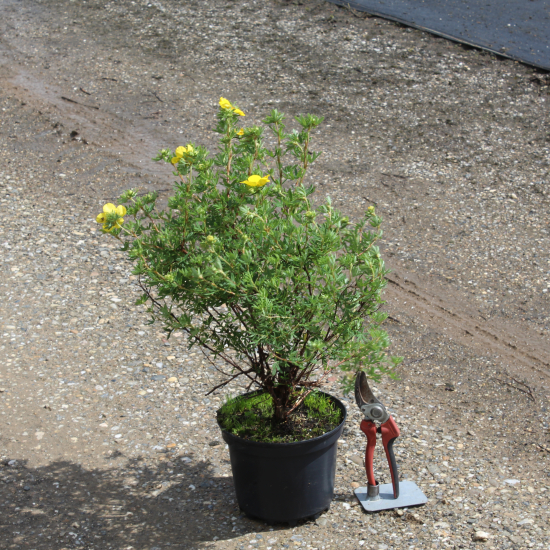 Potentille 'Goldfinger'