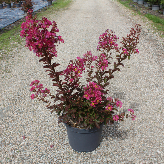 Lilas des indes 'Bergerac'