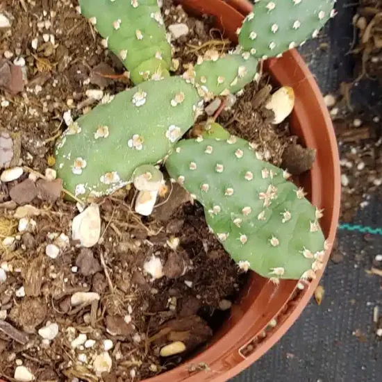 Figuier de barbarie 'Freiberg' (Opuntia fragilis) — cactus segmenté épineux en pot plastique
