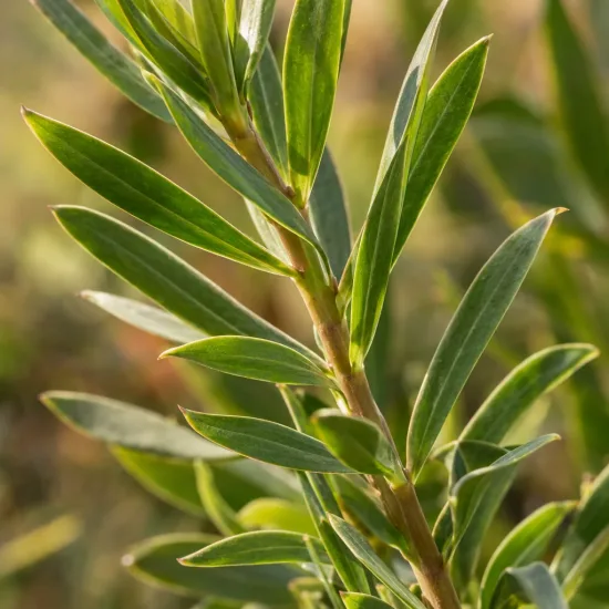 Leucadendron 'Cream delight' (Leucadendron salignum) — gros plan sur tige aux feuilles étroites vertes · Photo d'illustration
