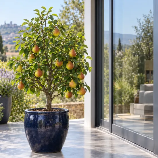 Poirier 'Garden gem' (Pyrus communis) — petit arbre fruitier en pot sur terrasse
