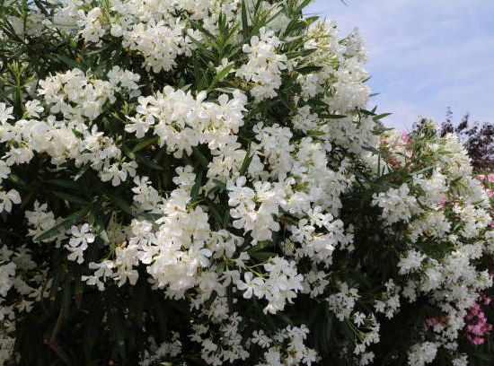 Laurier rose 'Porto'