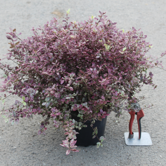 Pittospore 'Bannow bay'